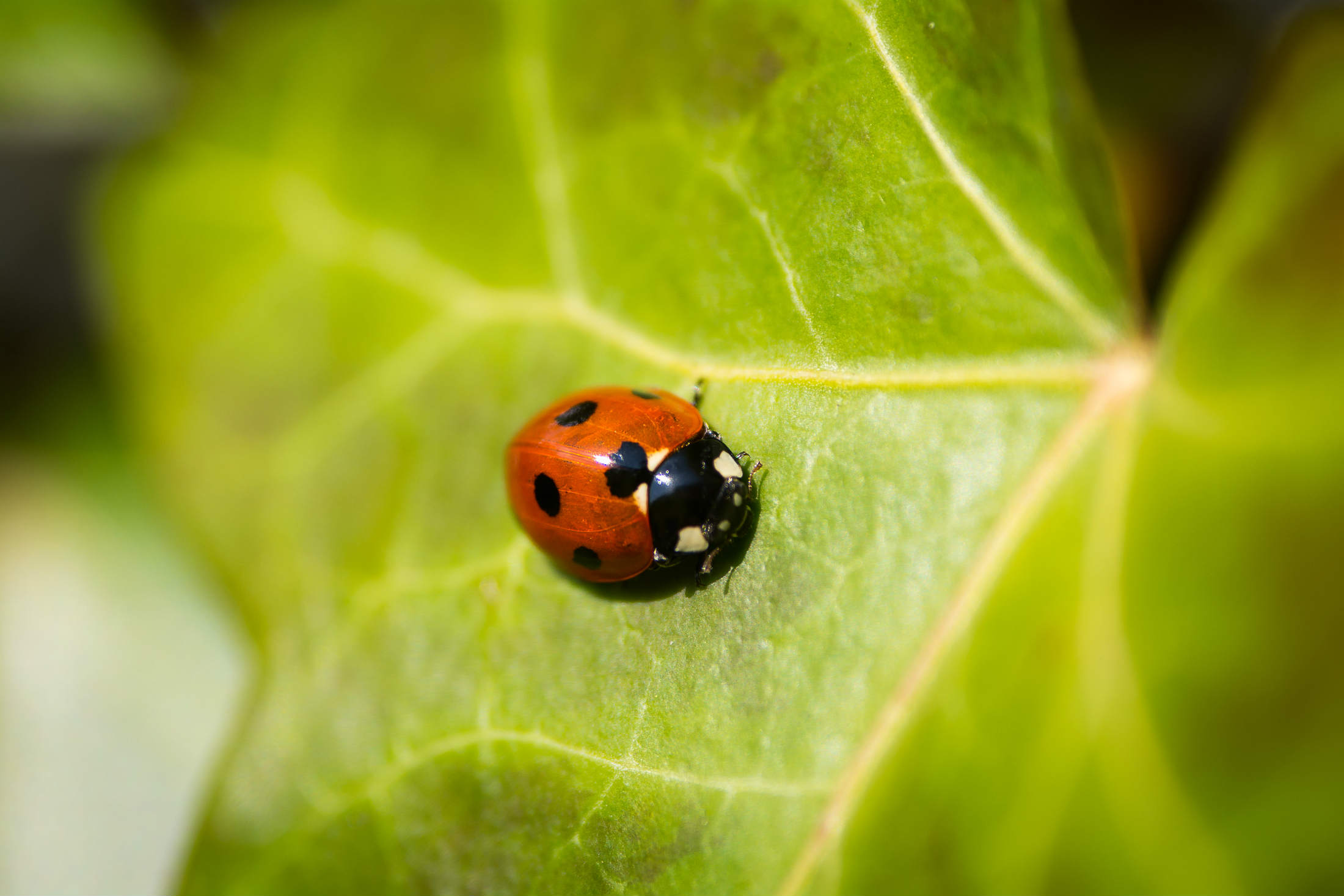 Busuna Bug Beta Bugfix Release v0.11.1 · BookStack