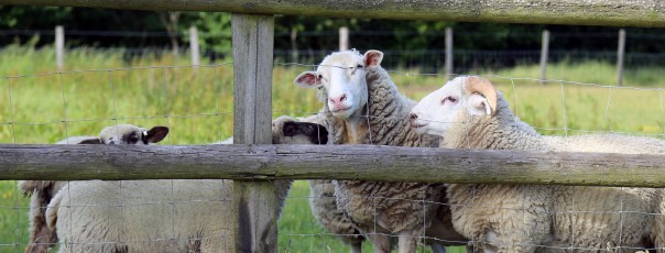 BookStack Security Release v25.12.1