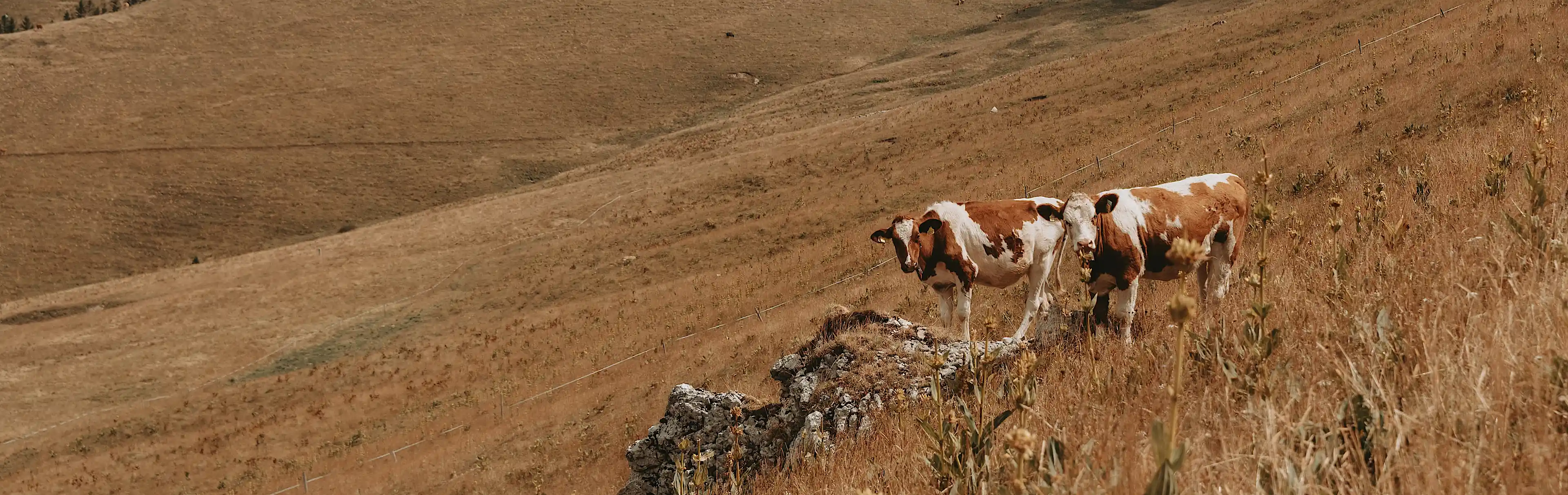 BookStack Release v23 06 · BookStack