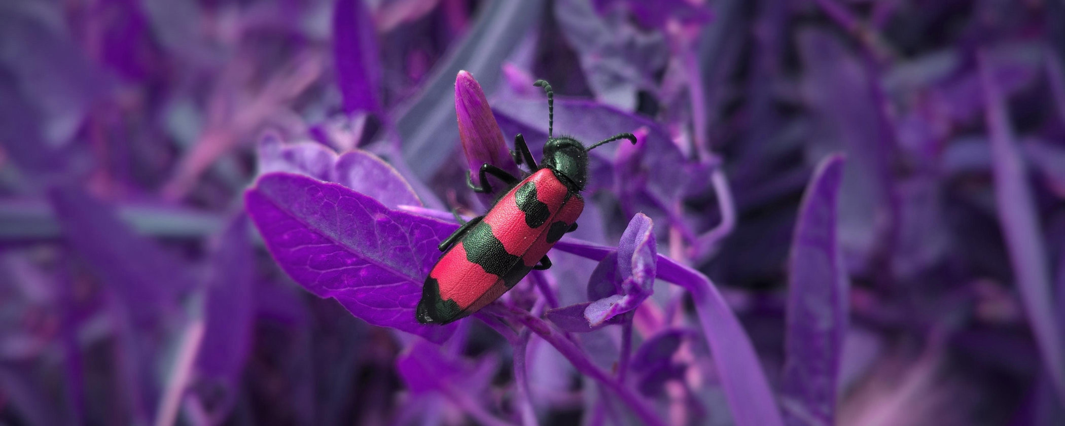 Beta Bugfix Releases v0.17.1 to v0.17.4 · BookStack